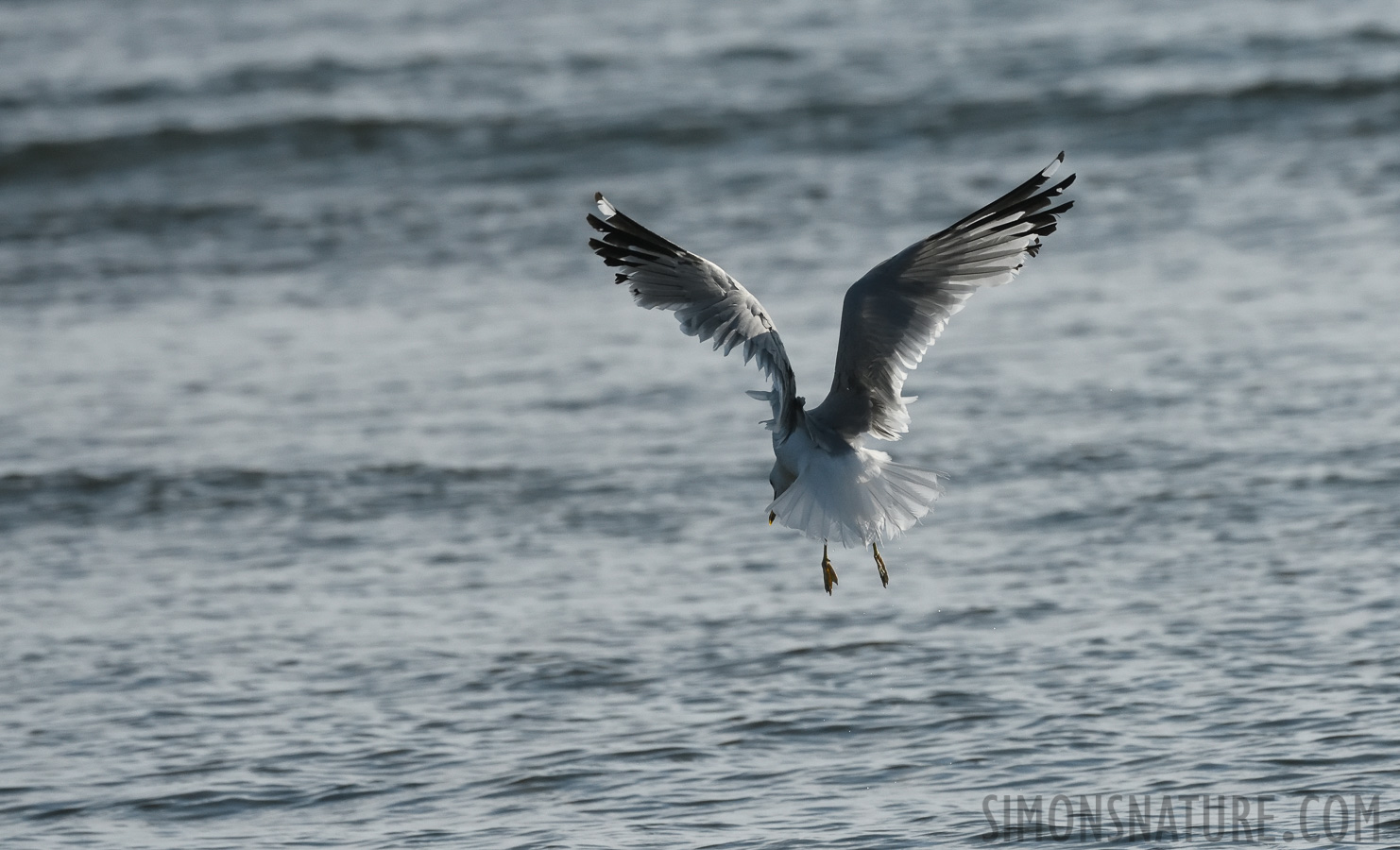 Larus delawarensis [400 mm, 1/8000 Sek. bei f / 8.0, ISO 1600]